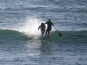 Un delfín saltó y tiró al agua a un surfer en Australia